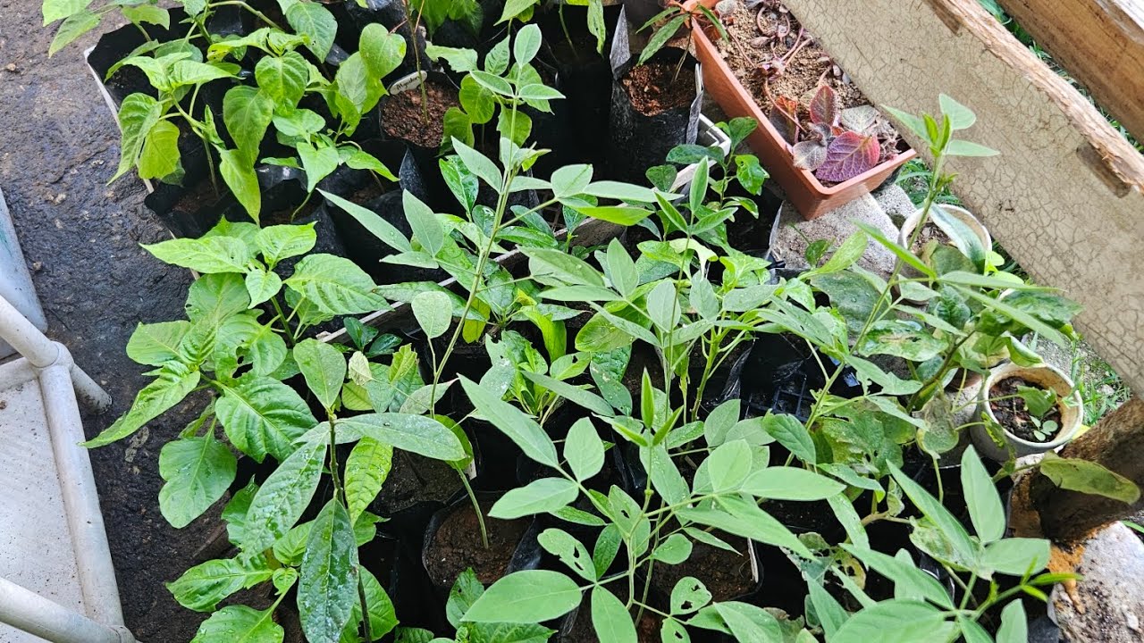 Sembrando en las montañas de Puerto Rico #Huerto #finca #campo #jibaro #pr #vegetales #frutas 