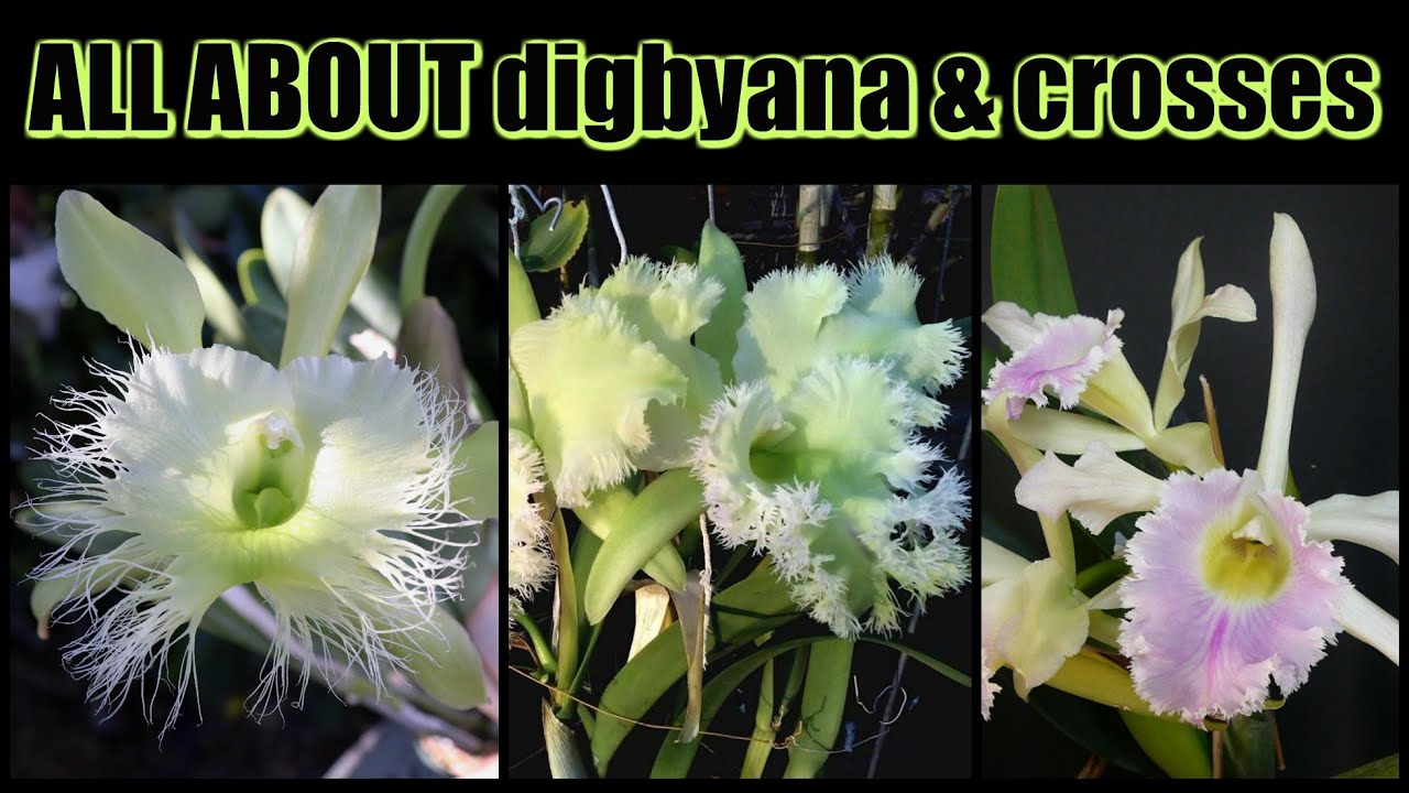 BIZARRE , HAIRY & FRAGRANT! ALL ABOUT DIGBYANA & CROSSES / CARE & REVIEW