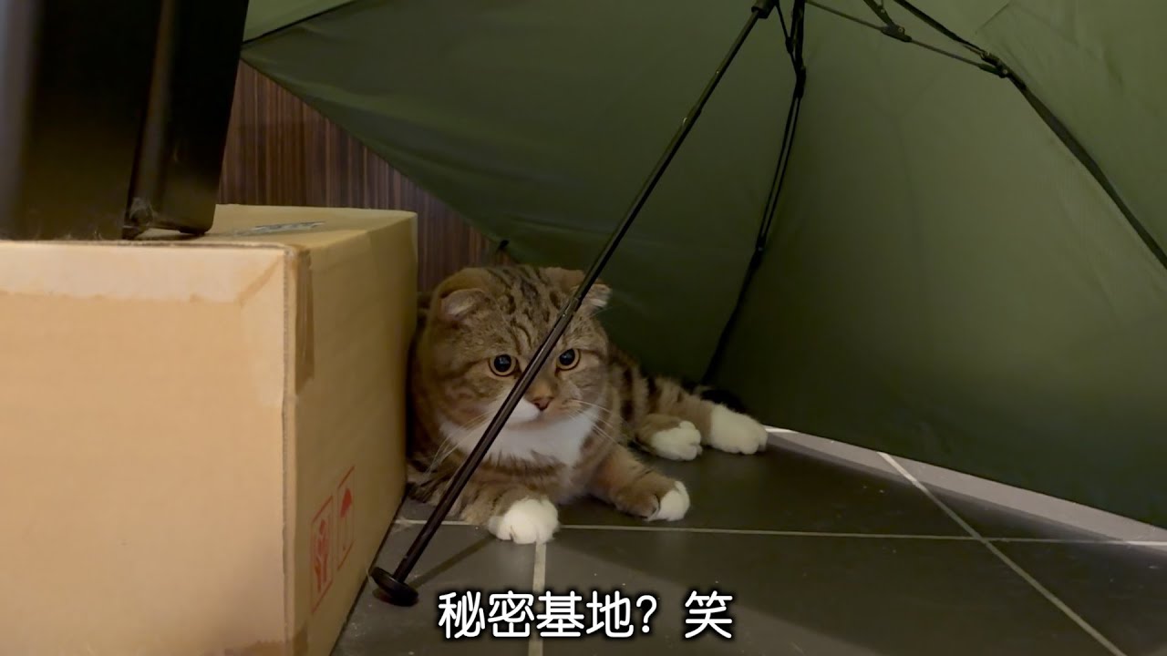 猫よ！そこは居心地がいいのかい？