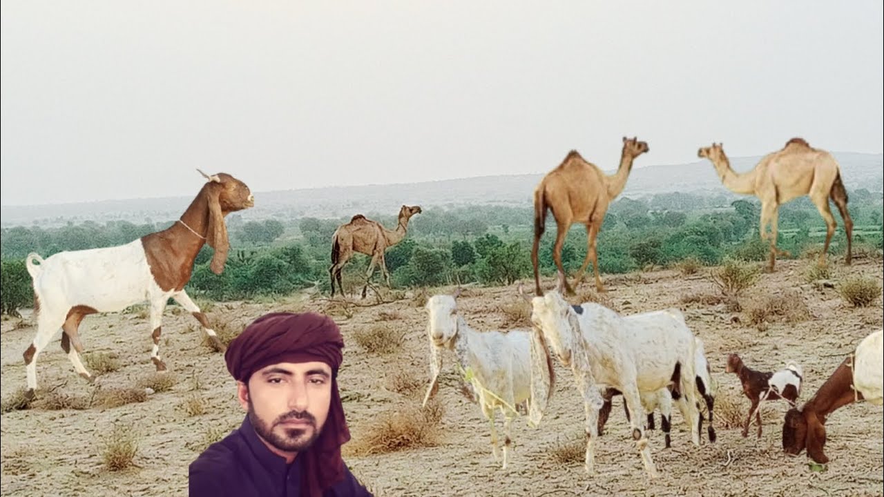 camel vlog l rural Pakistan l viral village life