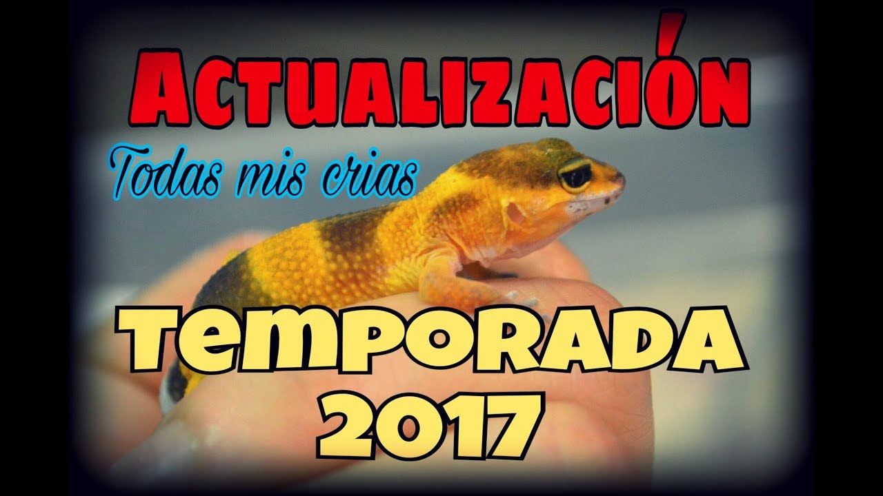 Actualización de todas mis crías de Gecko Leopardo de la temporada 2017