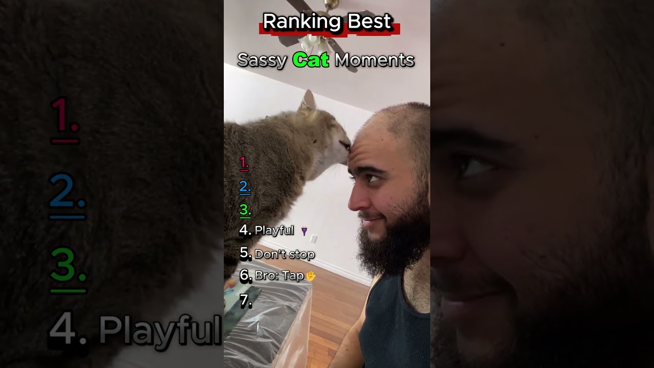 Funniest Sassy Cat Moments Ranked!😼
