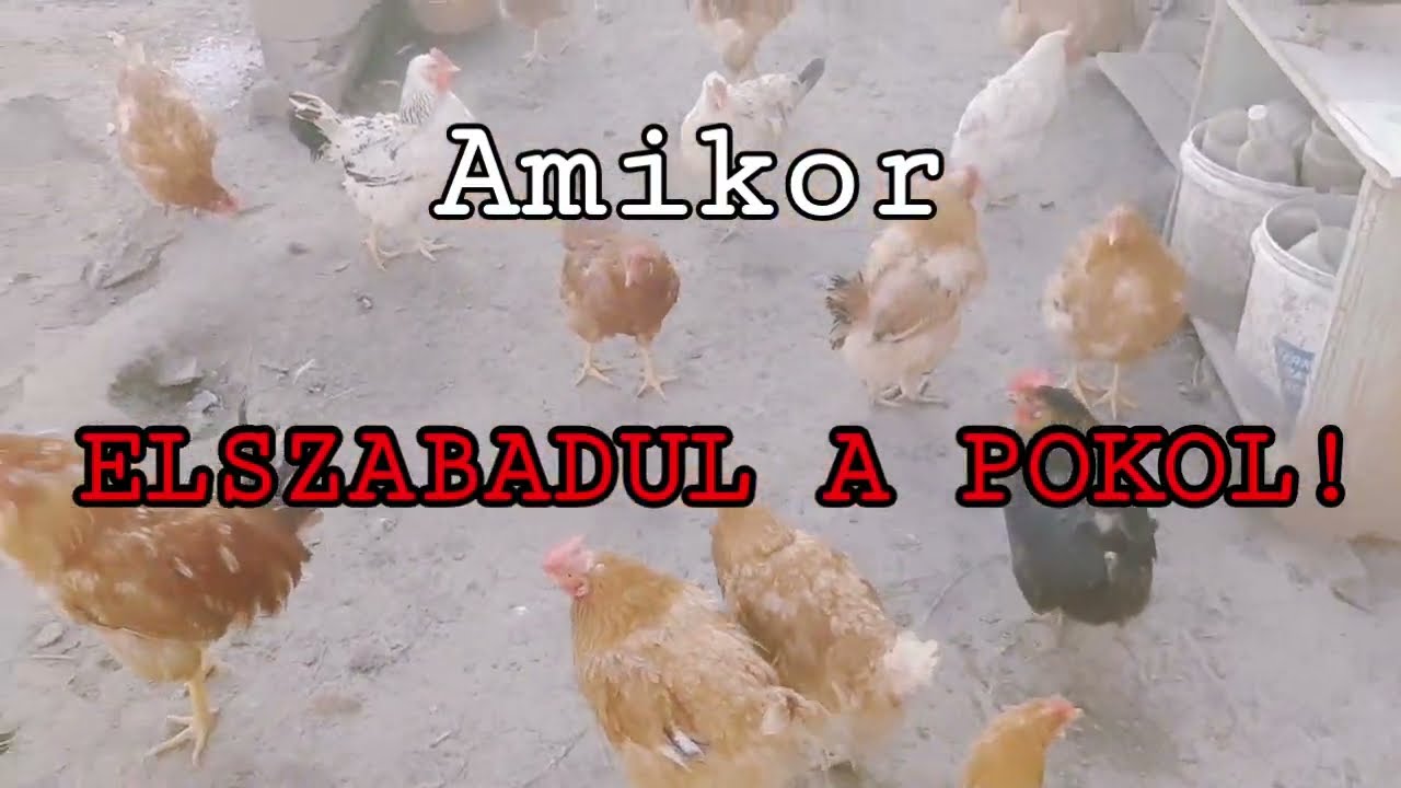 Kezdődik a gond, avagy unatkozol tyutyukám?