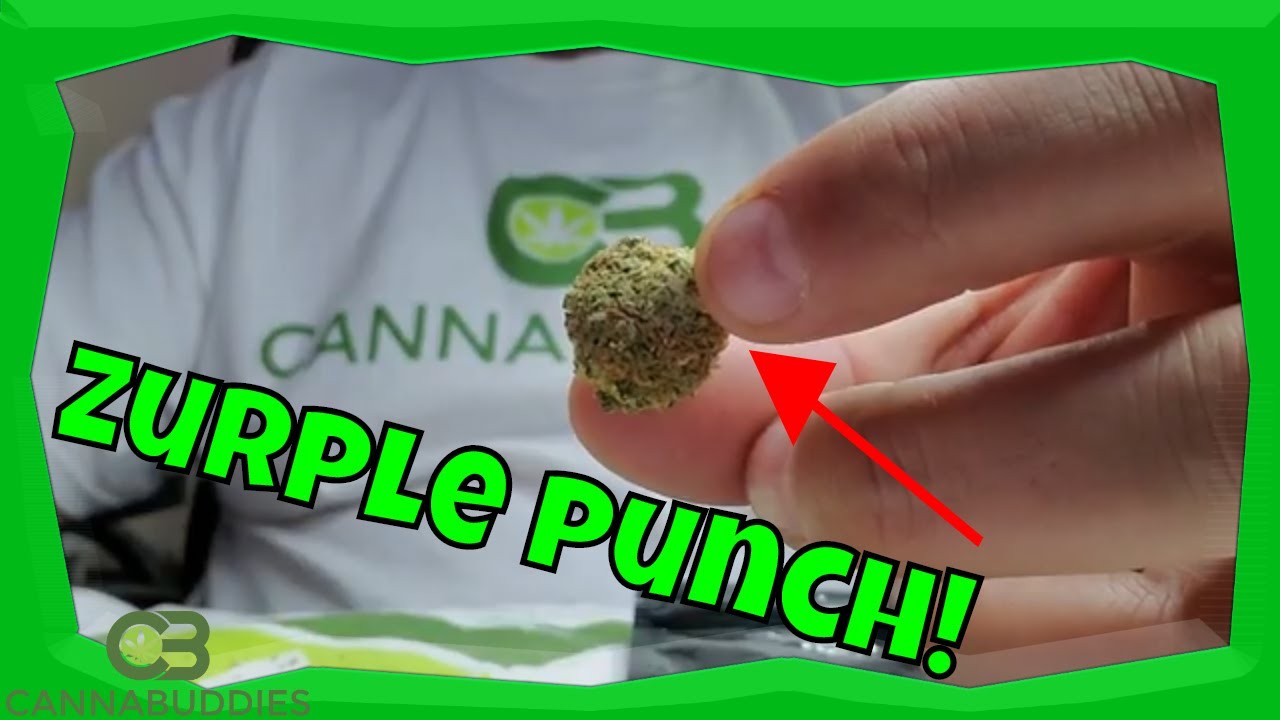 Zurple Punch Cannabis Strain Review - The Grow House 2020 Coupon Code