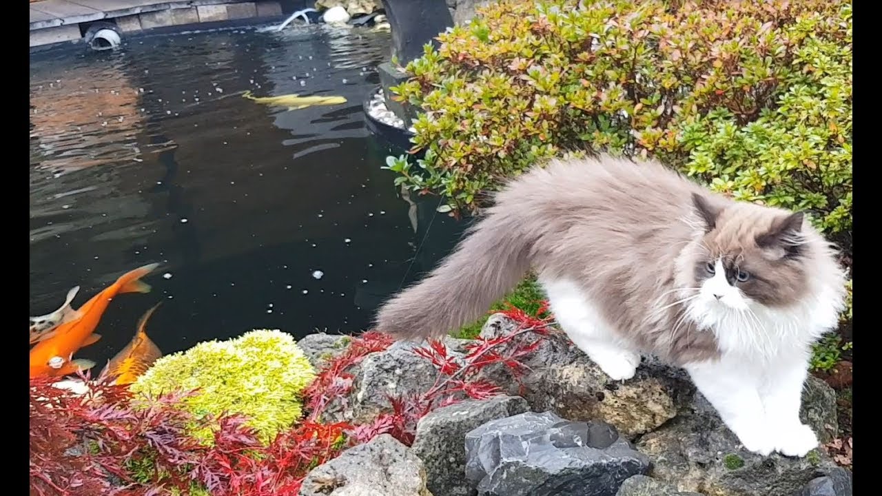 Kitten Meets Giant Koi Fish For The First Time