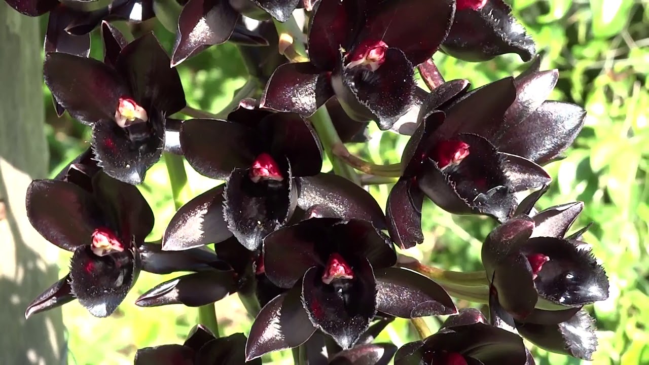 Minha Orquídea Negra(Fredclarkeara After Darker) e Divulgação Exposição Orquídeas No Museu
