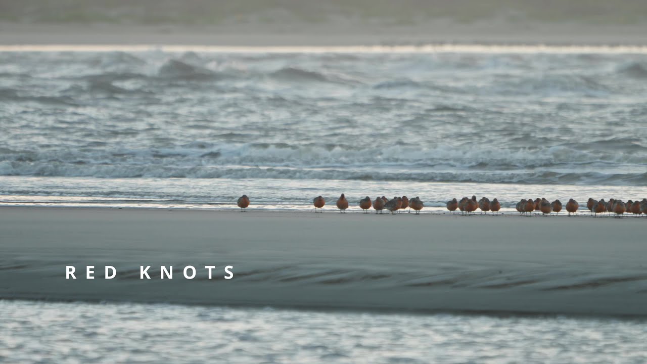 Red Knots and Other Shorebirds, Seabrook Island North Beach, 20250513