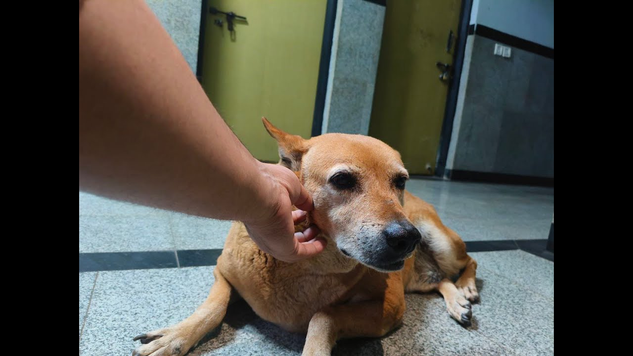 Aaaj DEXTER bhi khelega 🐕!!!!! || Farcry3 now,Valo done