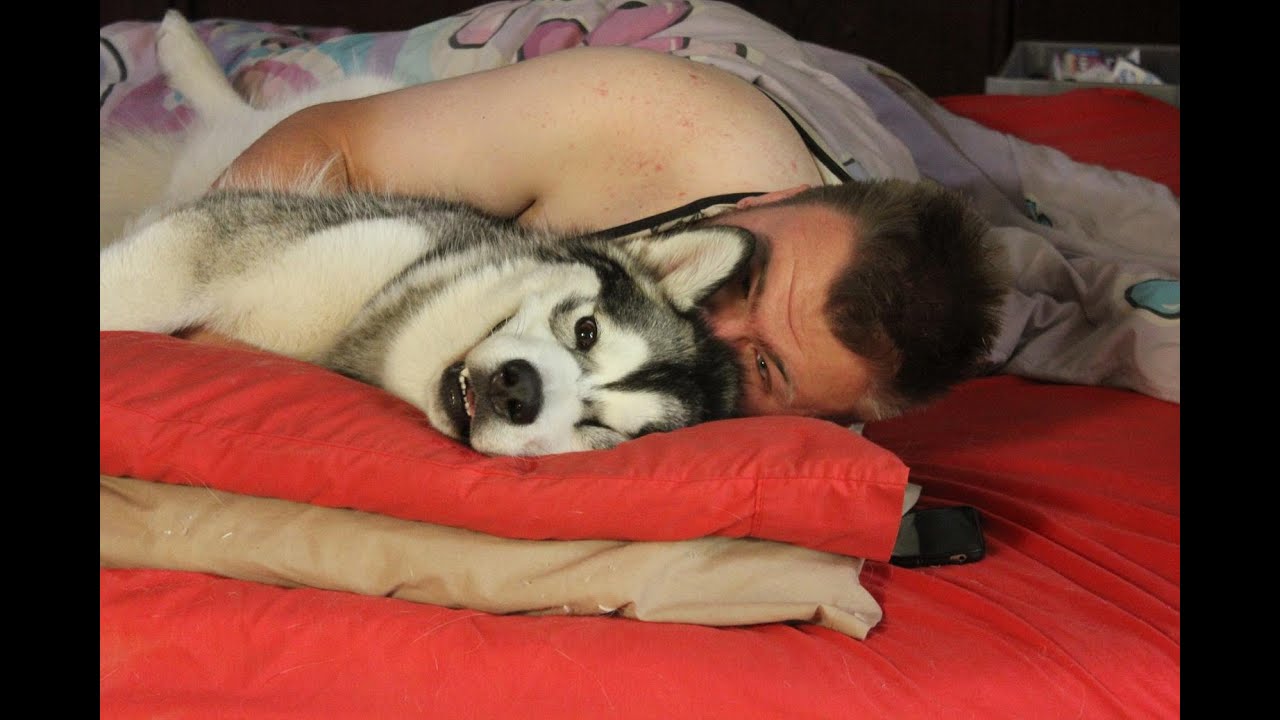 ALASKAN MALAMUTE WAKE UP CALL