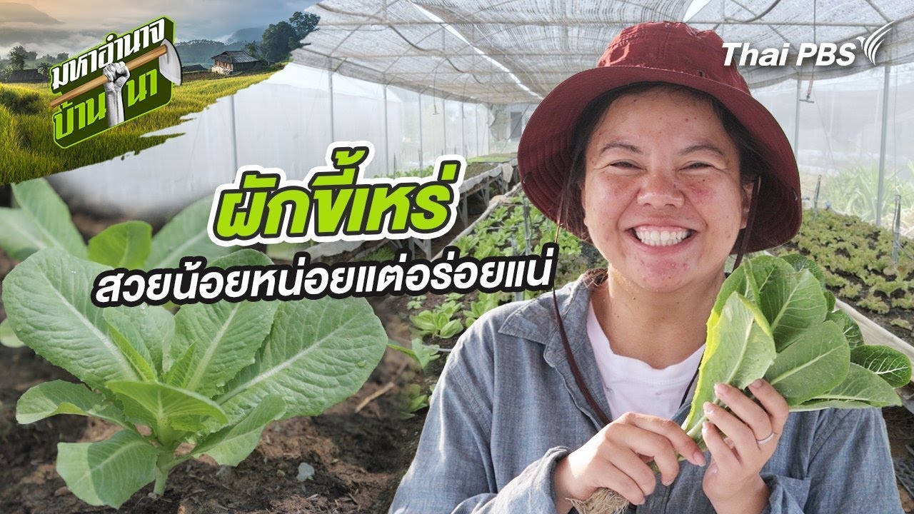 ผักขี้เหร่ สวยน้อยหน่อยแต่อร่อยแน่ | มหาอำนาจบ้านนา