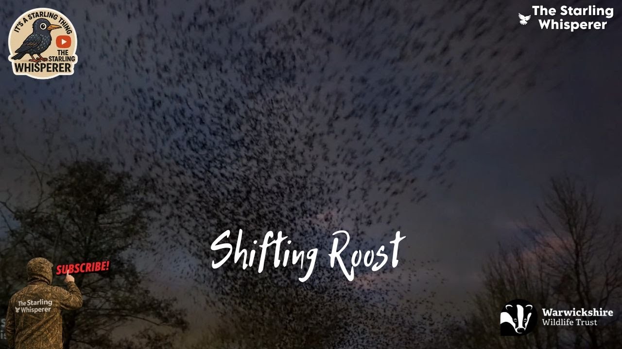 December 29th 2024 The Shifting Roost. They all left. #starling #murmuration #birds #fyp