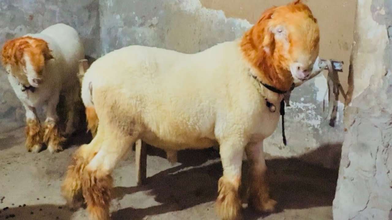 160kg Biggest Mundra Chtra Agha Saddam Wanda Results 2025 |Gujranwala Bakra Mandi چار مہینے کی تیاری