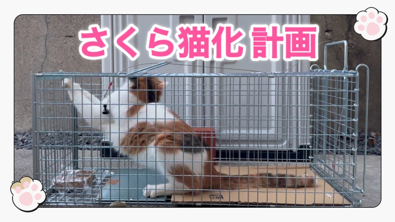 さくら猫化計画　一番目は三毛猫ちゃんでした