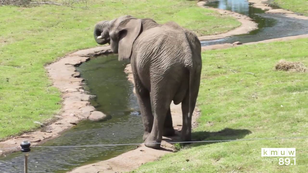 Sedgwick County Zoo Elephants