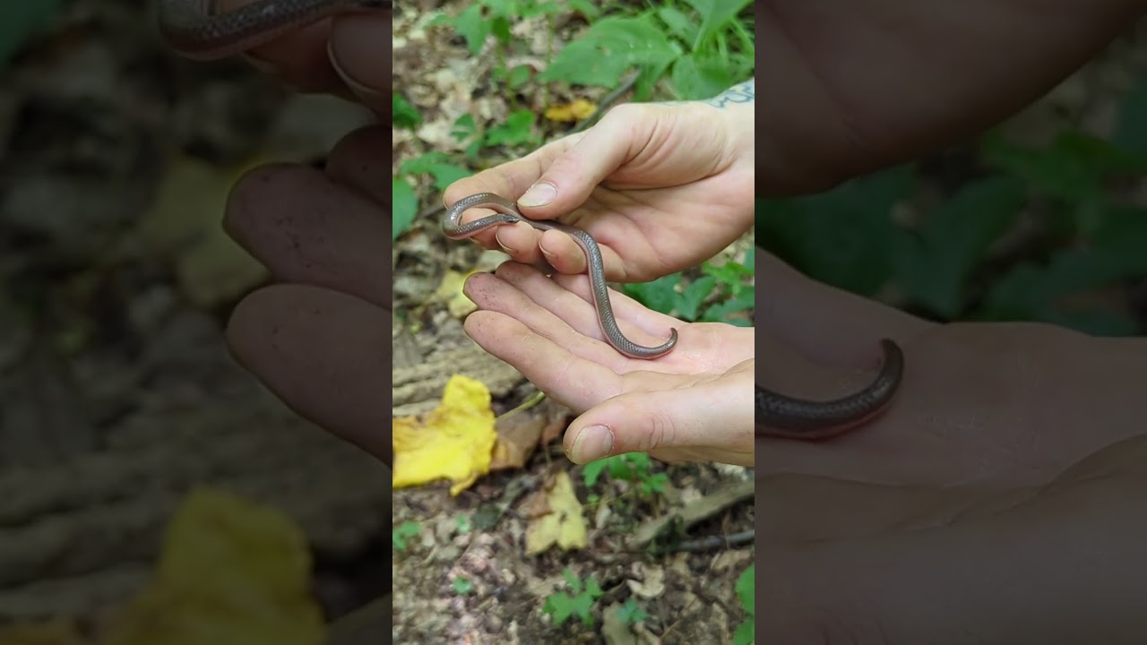 Eastern worm snake (Carphophis amoenus)