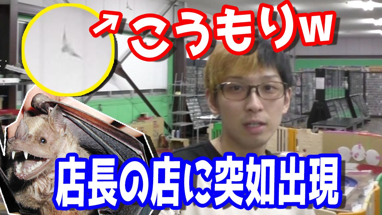 野生のこうもりが店長の店（遊楽舎）を襲撃する事件が発生w