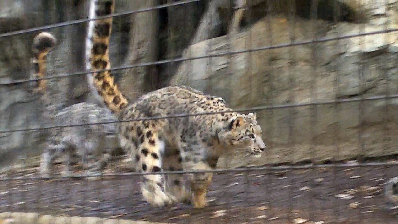 走る！飛ぶ！ユキヒョウ三兄妹（多摩動物公園2012）Snow leopard  sibling