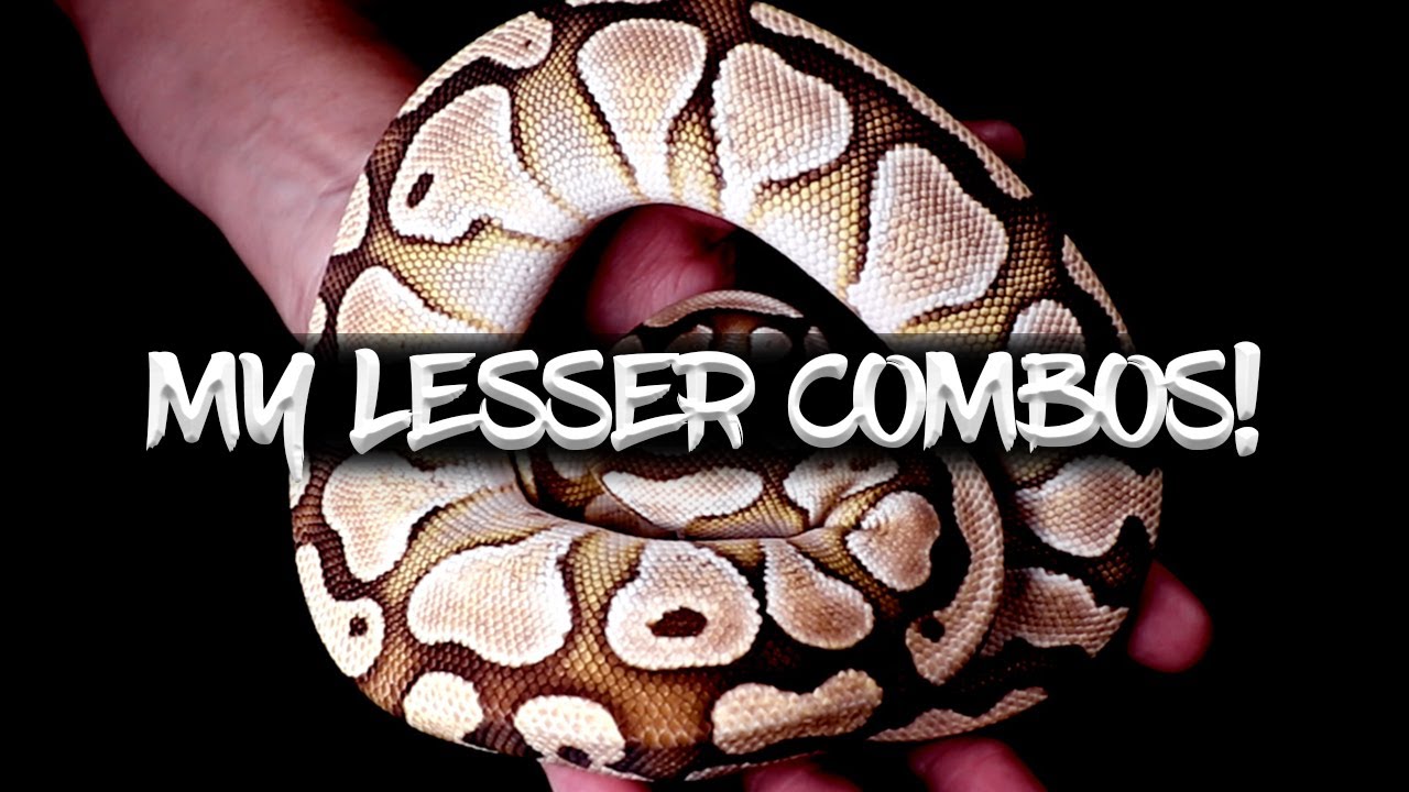 My Lesser Combo Ball Pythons!