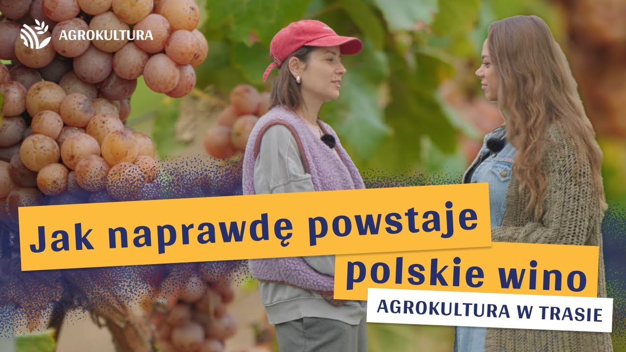 Cała prawda o biznesie winiarskim w Polsce! | 20 Agrokultura w trasie