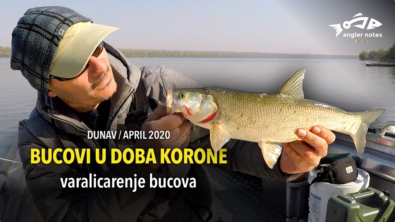 Bucovi u Doba Korone - Varalicarenje Bucova na Pocetku Sezone / Aspius in Corona Virus Time