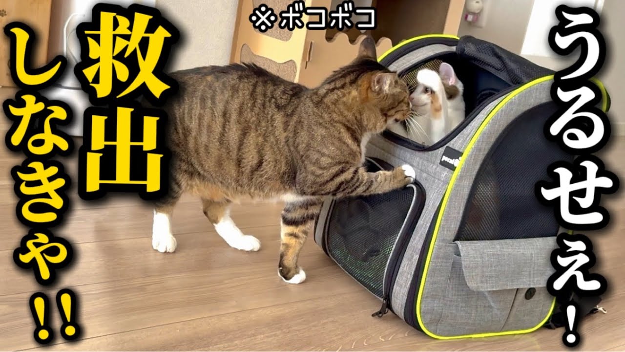 自分が病院送りにされたキャリーに入る子猫を必死に救出しようとするもボコボコにされてしまう元ボス猫