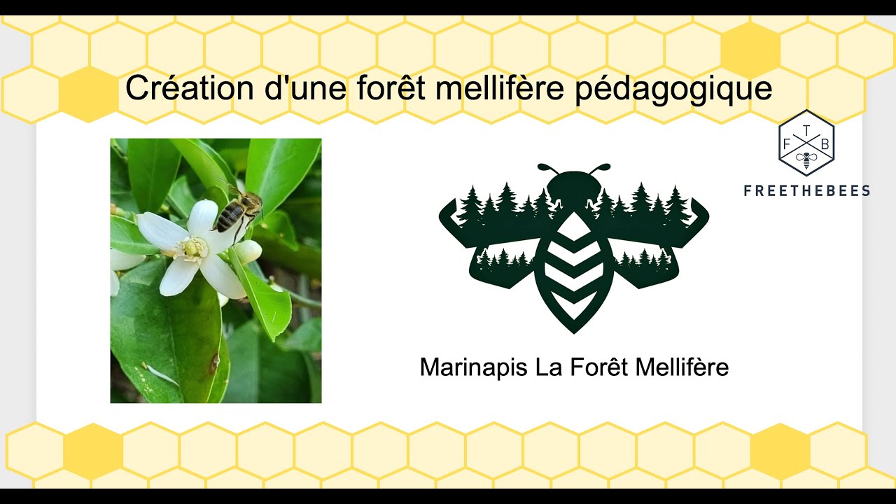Marinapis, pourquoi une forêt mellifère, Biodiversité et pédagogie sur le causse de Sauveterre