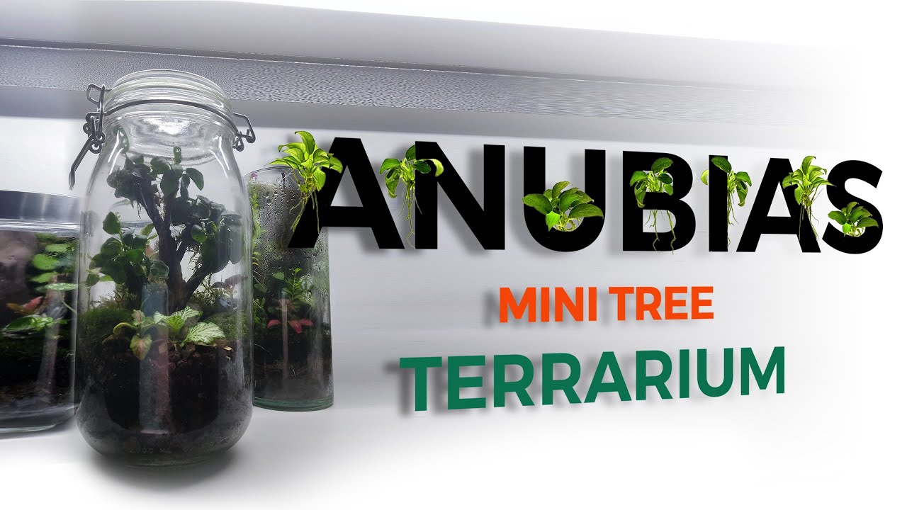 Anubias Mini Tree - Terrarium