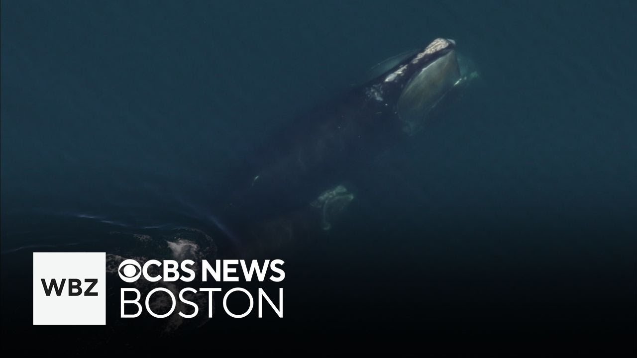 Critically endangered right whale population growing slowly, researchers find