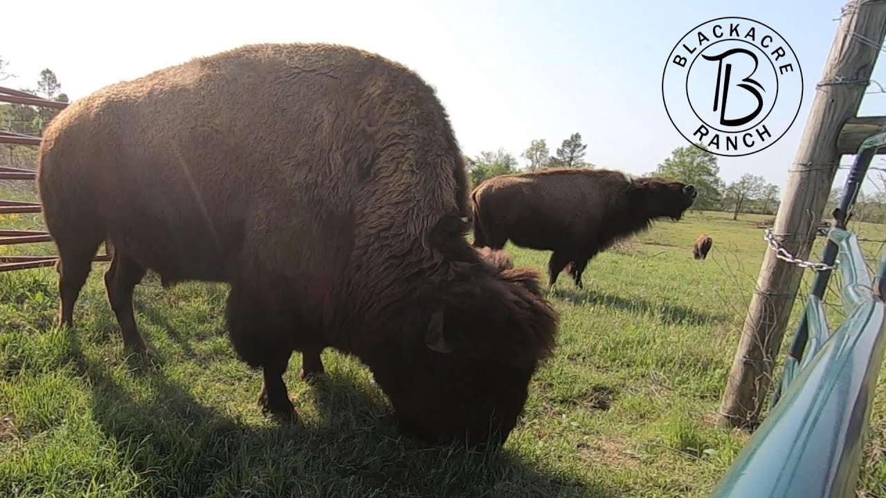 Ep. 371 - INTENSE Weather and Bison Go DANCING