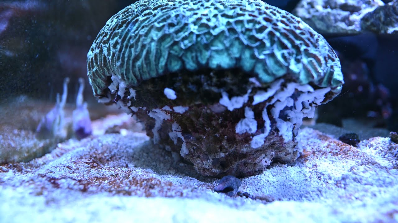 Part 2 of How NOT to remove Vermetid Snails! Why gluing vermetid snails is a BAD IDEA!