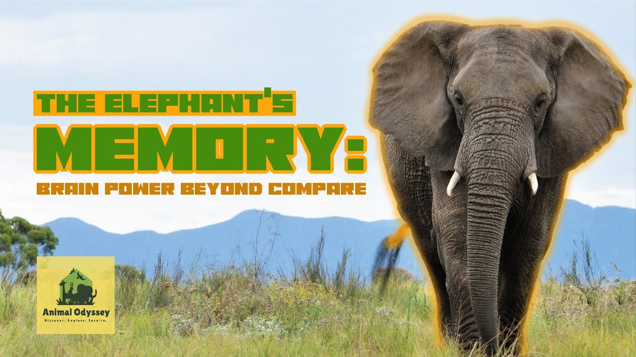 The Elephant's Memory: Brain Power Beyond Compare