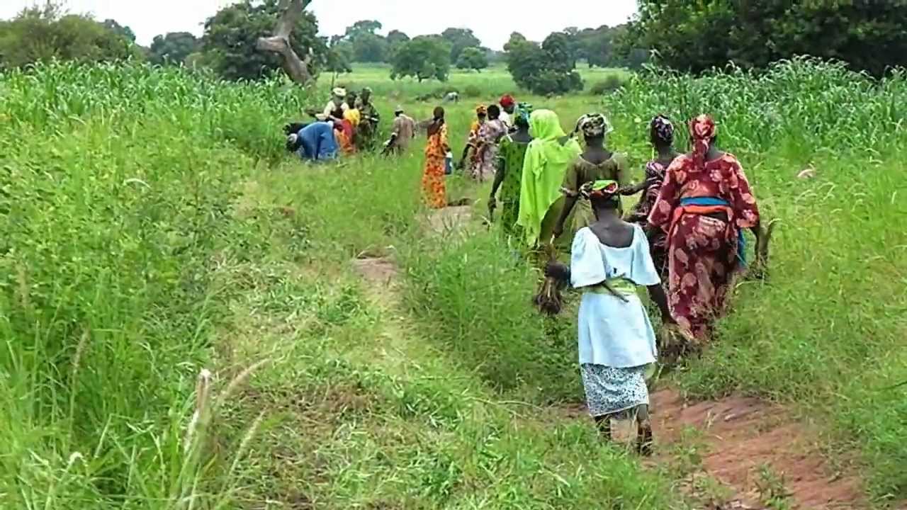 planting vetiver in sabi