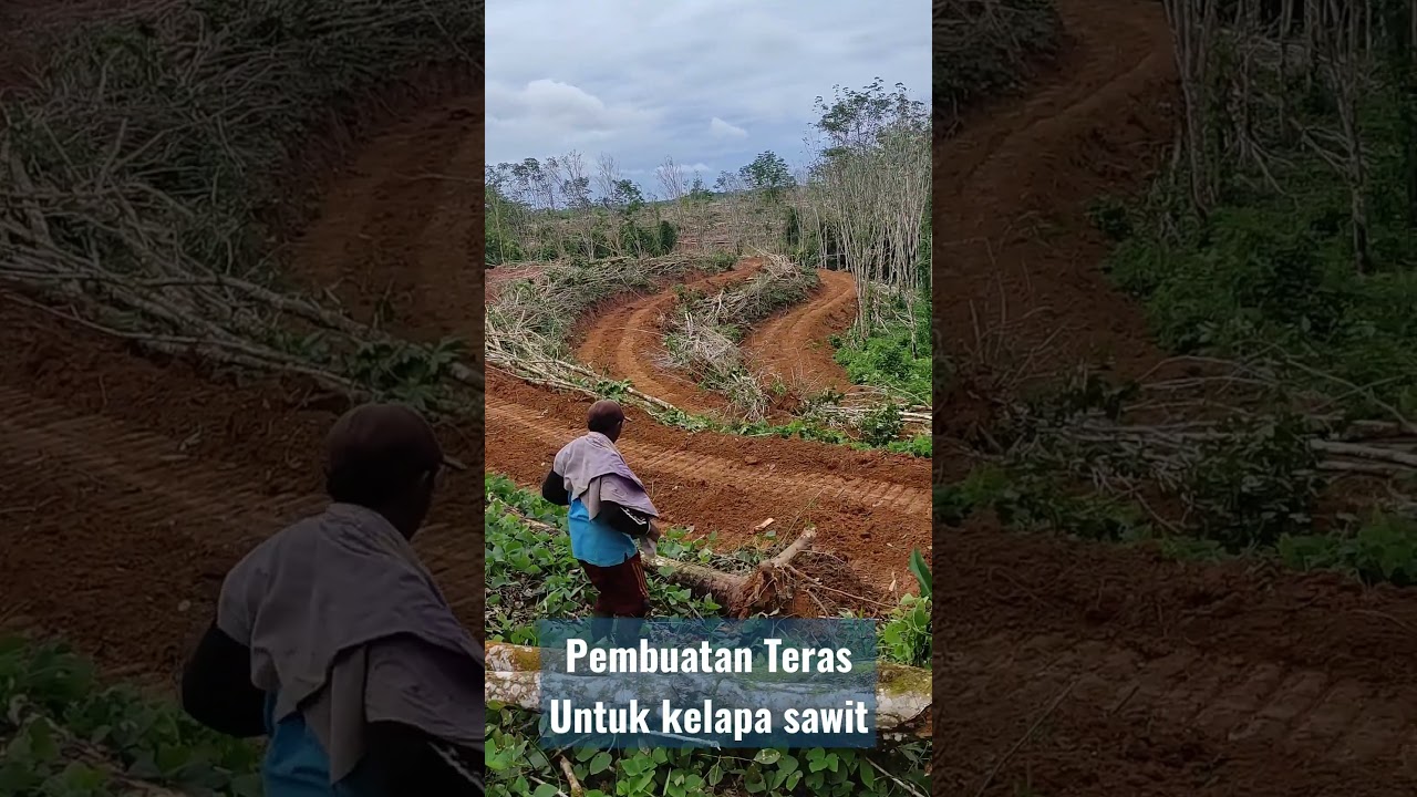 Proses pembuatan terasan untuk Kelapa Sawit