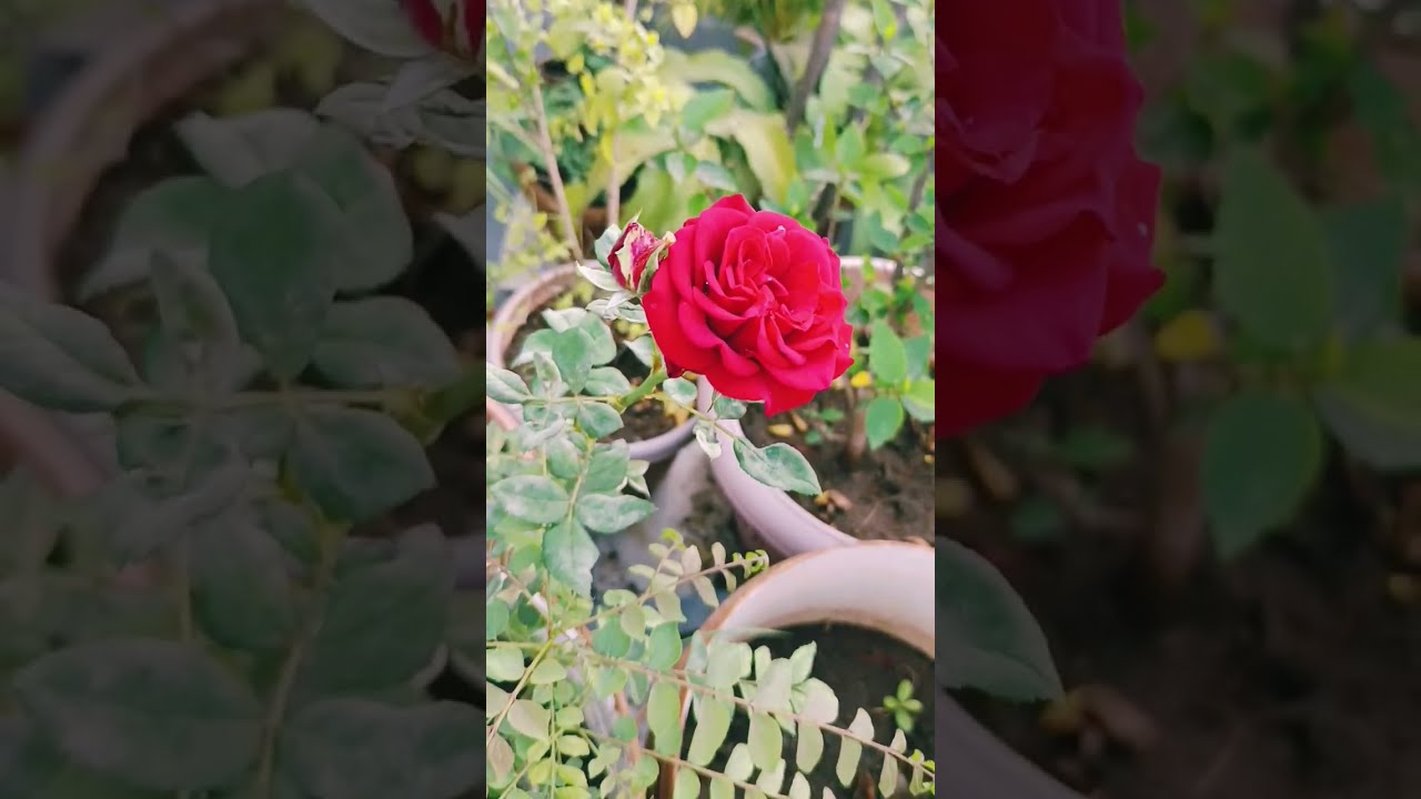 सुंदर असे छोटेसे टेरेस गार्डन.  सुंदर टेरेस गार्डन तयार करा व आपला थकवा घालावा.