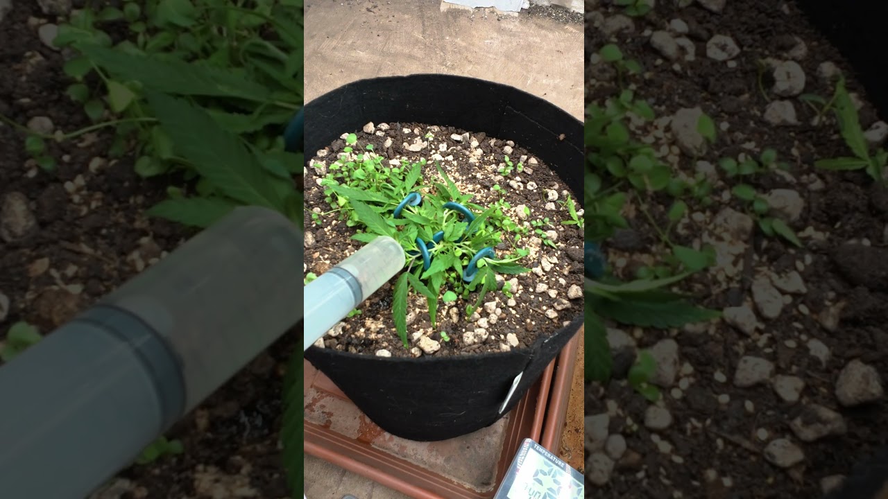 This Plant's Reaction Will Surprise You!