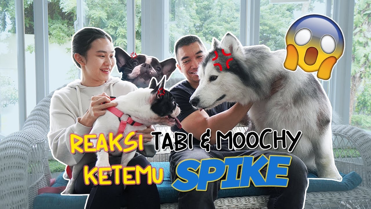 Tabi&Moochy Ketemu Spike! (+vlog berenang) ft. Ezron Tarigan!