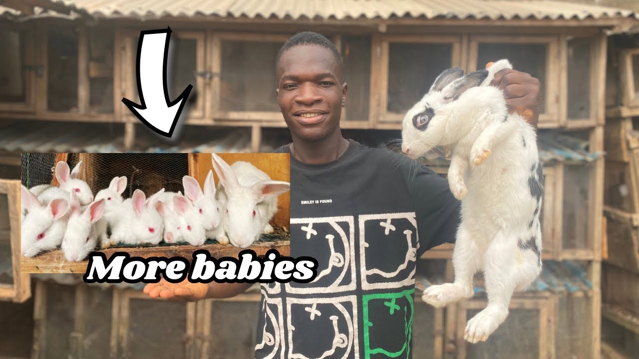 How to make your rabbit give birth to more babies than usual 😱