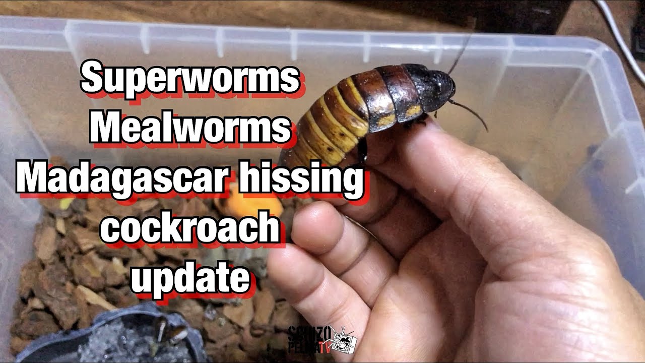 Feeders update: BACK TO SQUARE ONE
