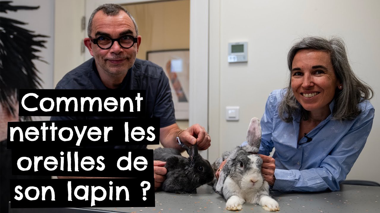 Comment nettoyer les oreilles de son lapin ? 🐰