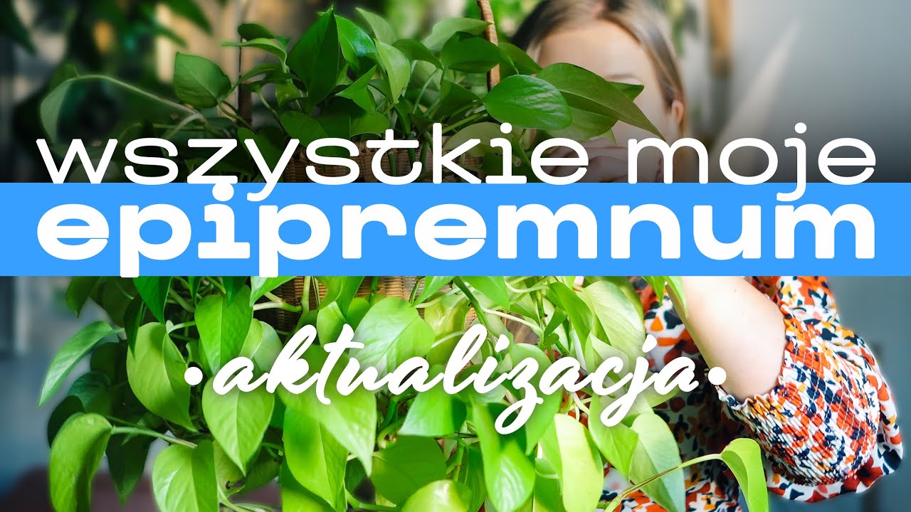🌱 Epipremnum, które mam - moja kolekcja - aktualizacja!