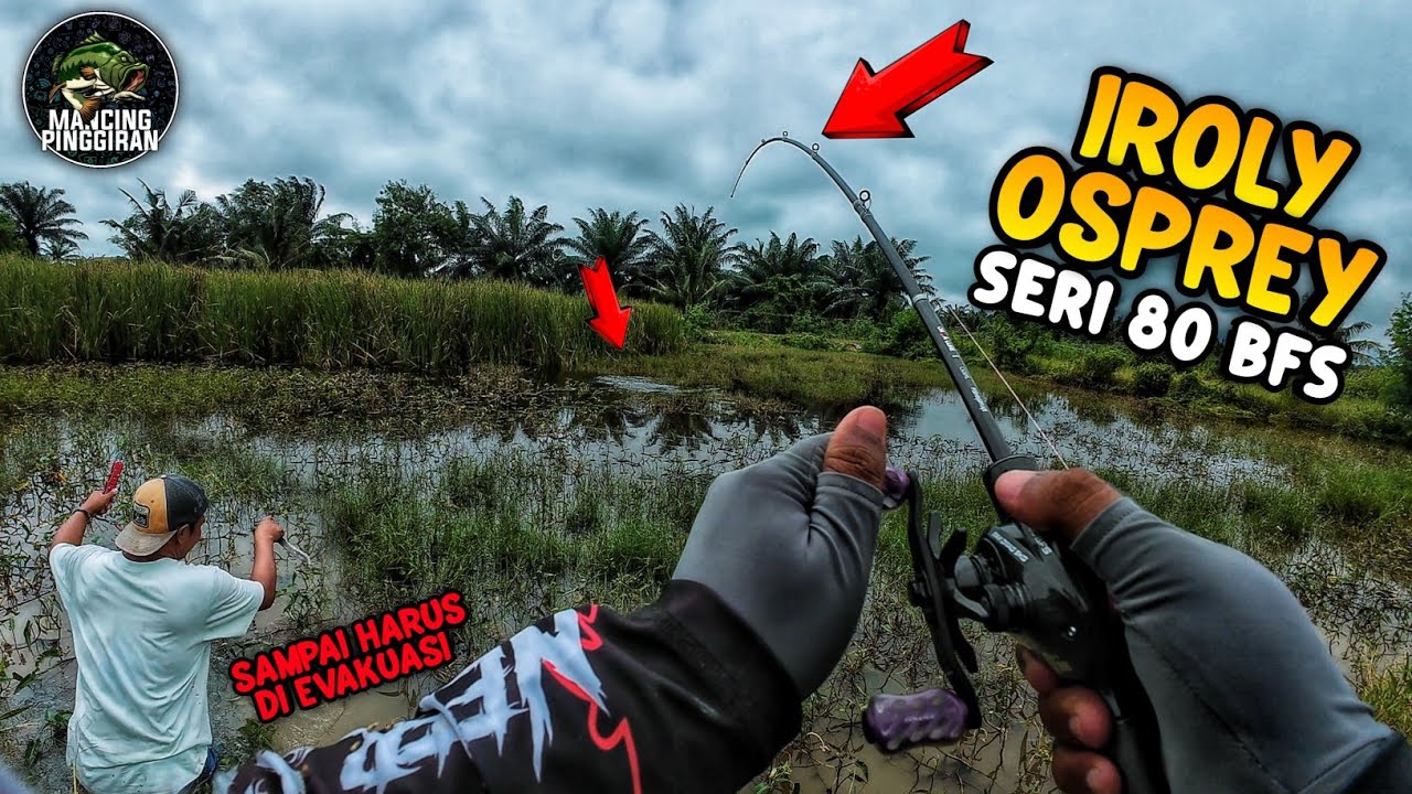 RAJANYA REEL BFS !! UJI PERFORMA BC IROLY OSPREY 80 BFS BENER-BENER ENAK DIPAKE BUAT CASTING GABUS