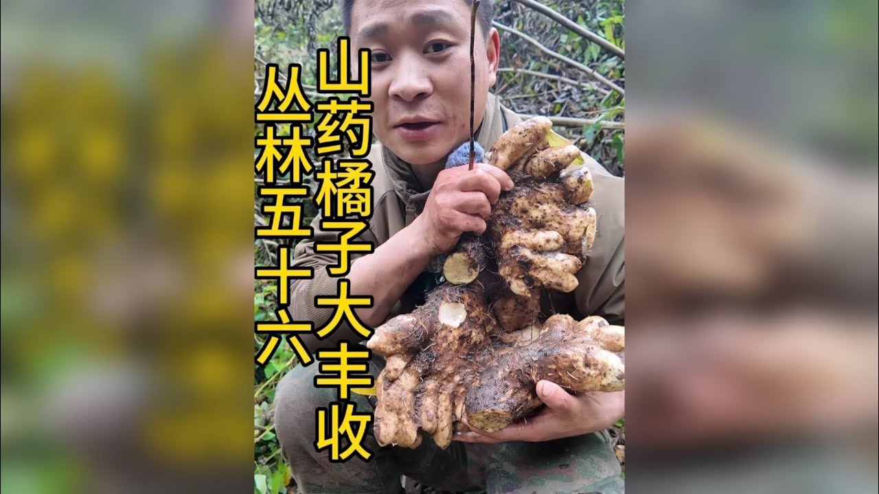 丛林五十六 这个小伙在返回庇护所的路上，遇到了一颗巨无霸山药，还摘了这么多的橘子，吃上了烤鱼，快来看看发生了什么吧