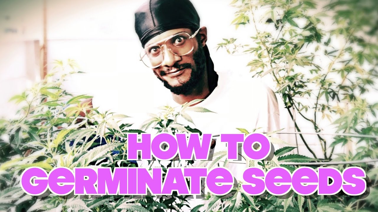 【Ｇｒｏｗｉｎｇ　Ｋｕｓｈ】 Germinating 🌱Seeds 💯% SUCCESS EVERY TIME💯👍🏾