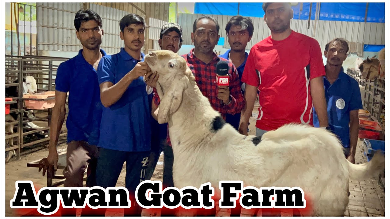 Full Tour of Agwan Goat Farm Padgha | Goats From 365/KG, Kota 400/KG, Saanen 17000