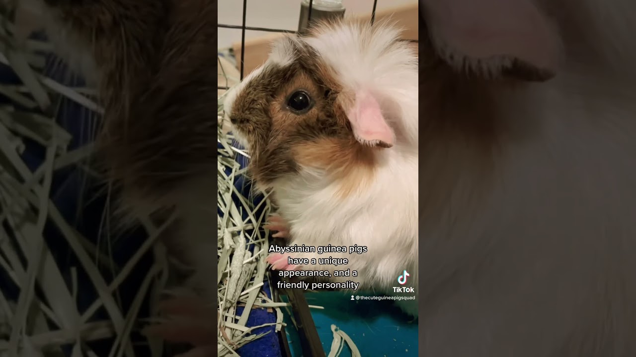 What is an Abyssinian Guinea Pig