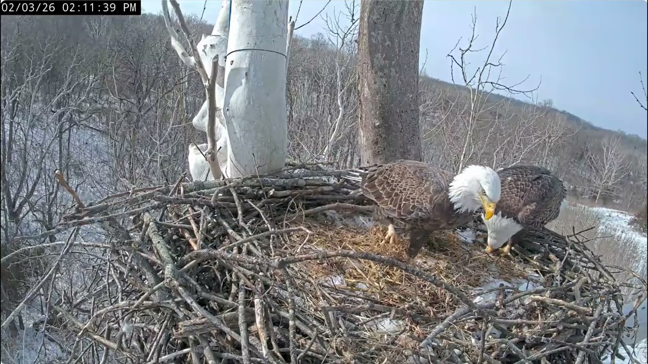 From the NCTC Eagle Nest   Camera 2        https://www.youtube.com/watch?v=7OFQQuyryTo