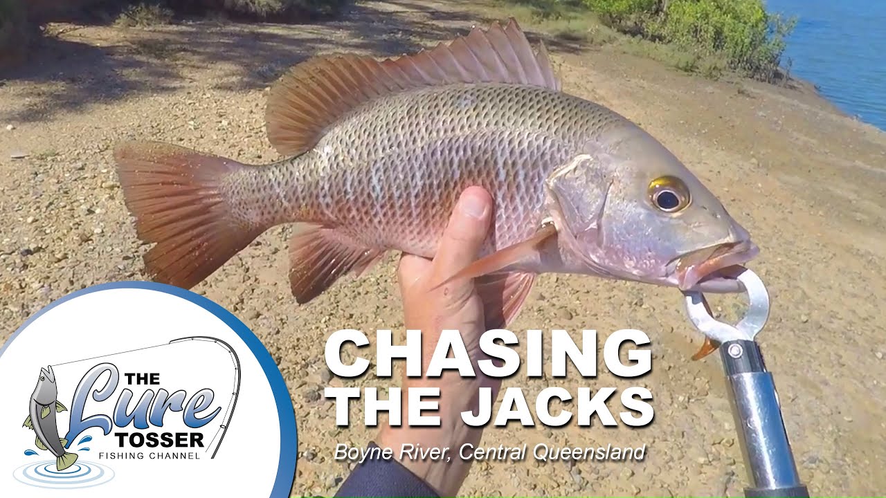 Chasing the Jacks - Boyne River, Central Queensland