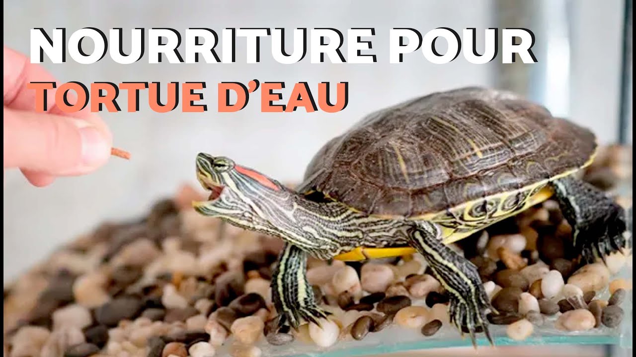 Que MANGE une TORTUE d'EAU DOUCE ?🐢💦🌱 (Nourriture et fréquence des repas)