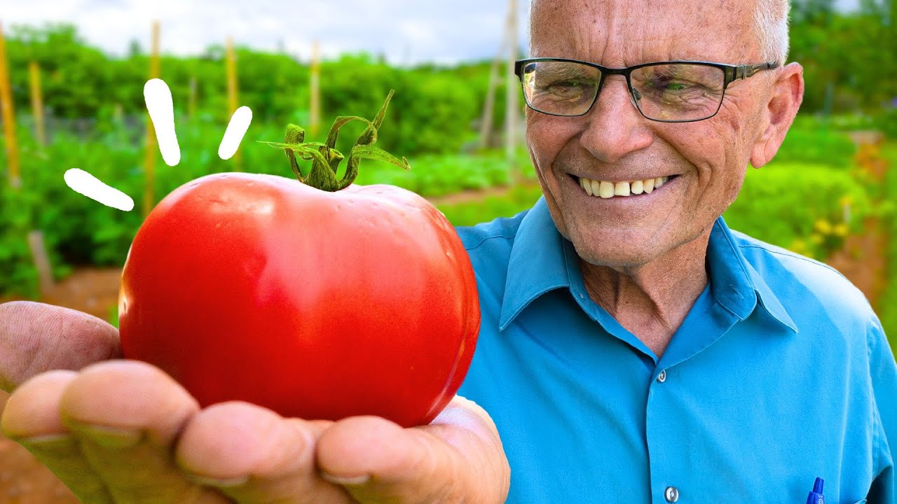 How to Grow Tomatoes That Taste Amazing!
