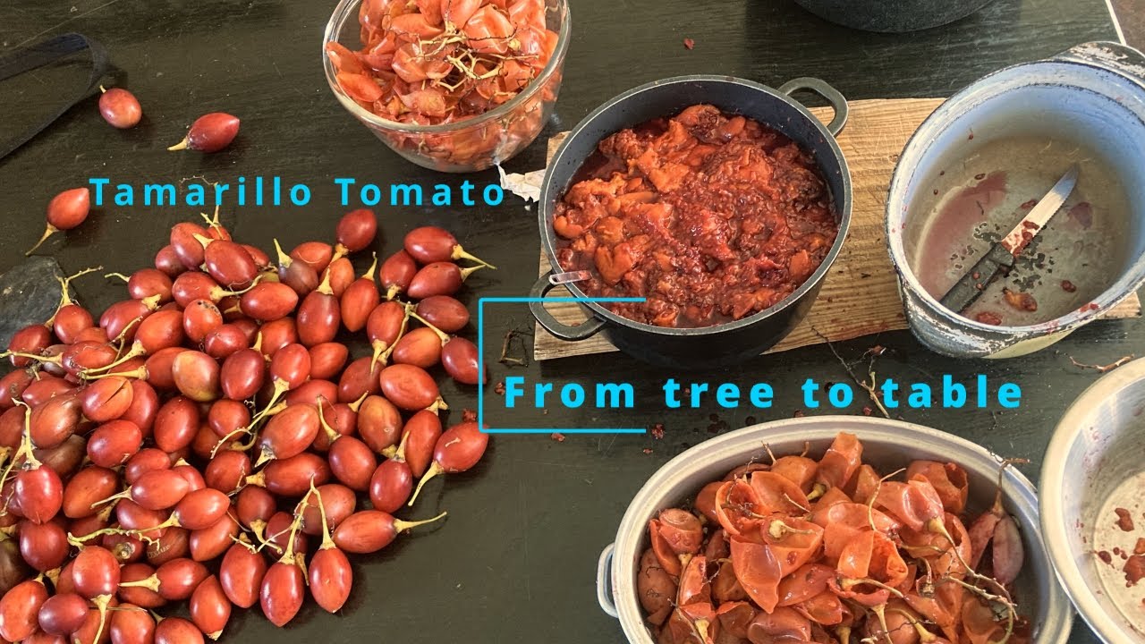 Plant , grow, eat - saucy self sufficiency 